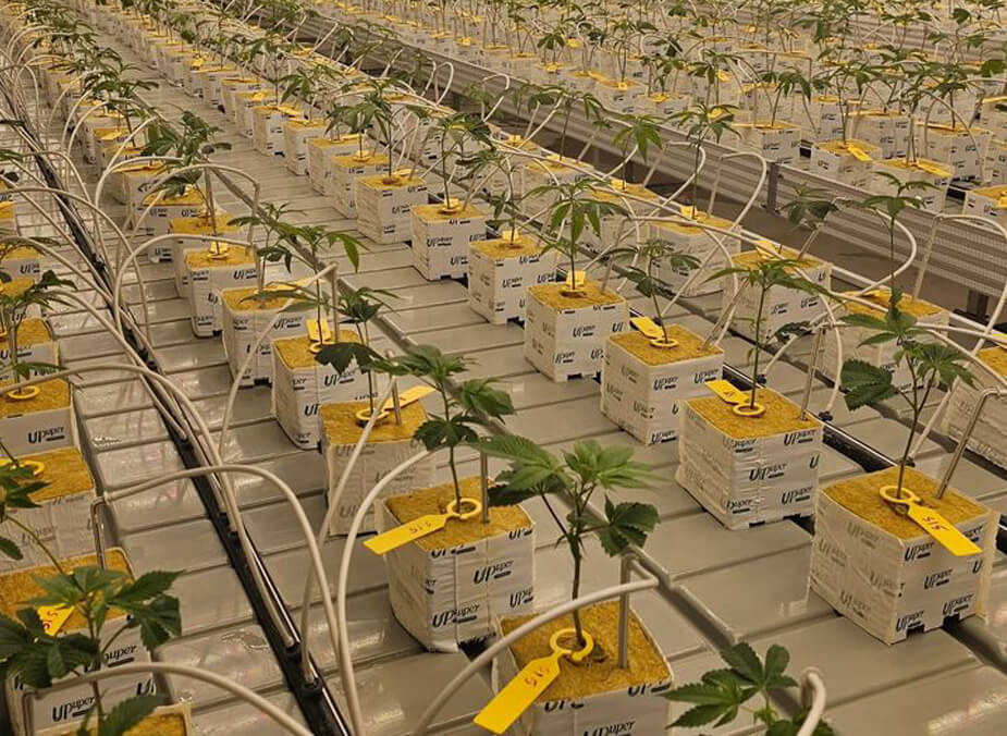 What is the composition and material of oasis cube growing medium, and how do they compare to other growing mediums like soil or coco coir?