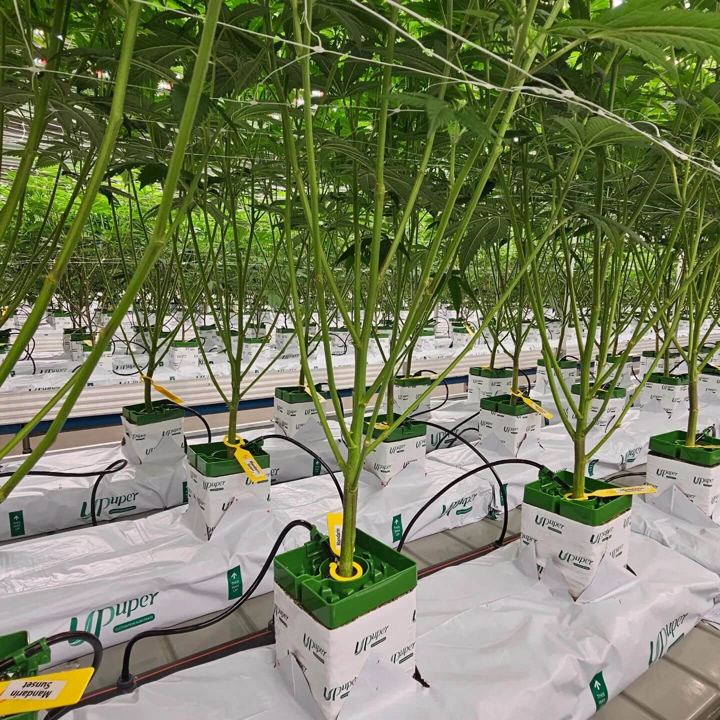 medical hemp cultivation.jpg