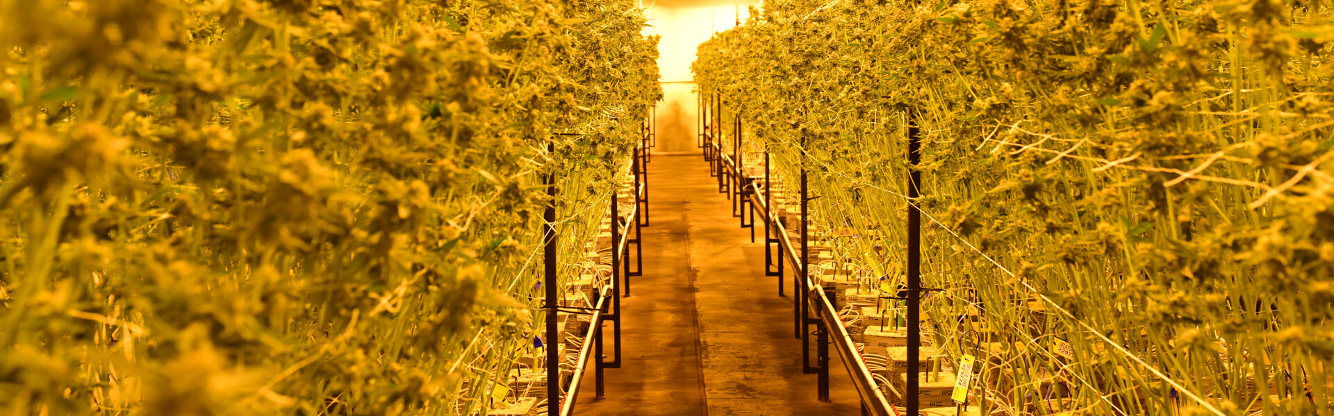 cannabis cultivation2.jpg