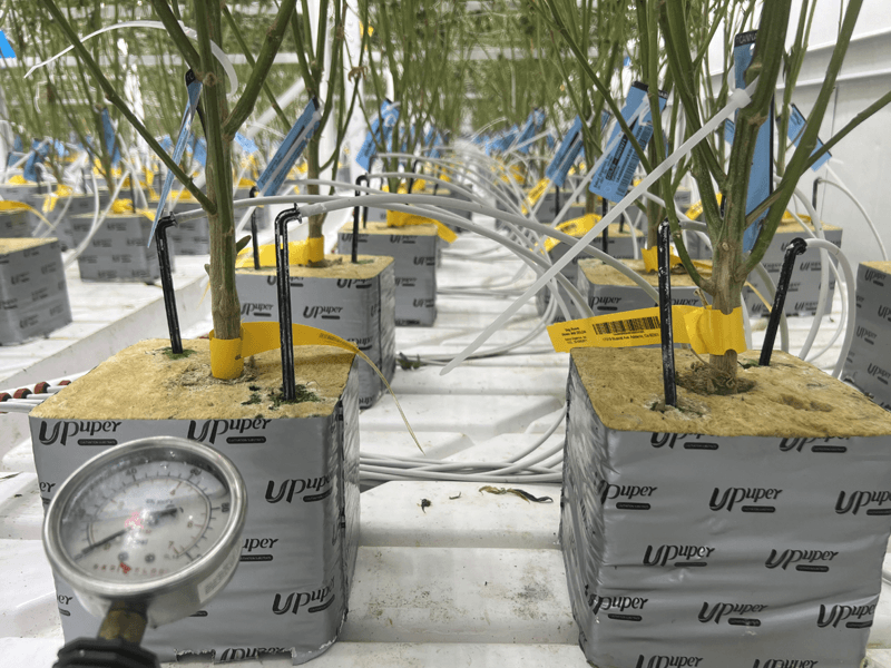 1774504842600092.png indoor cannabis automated drip irrigation system.png