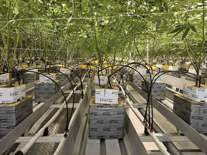 1774504861488263.png hydroponic cannabis growing system diagram.png