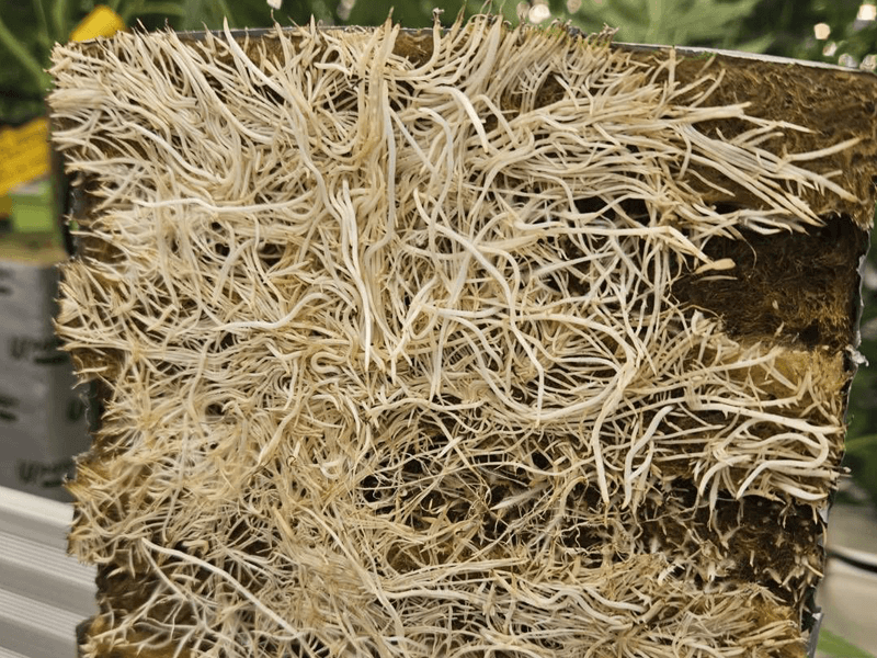 1774504873312627.png indoor cannabis cultivation rooting.png