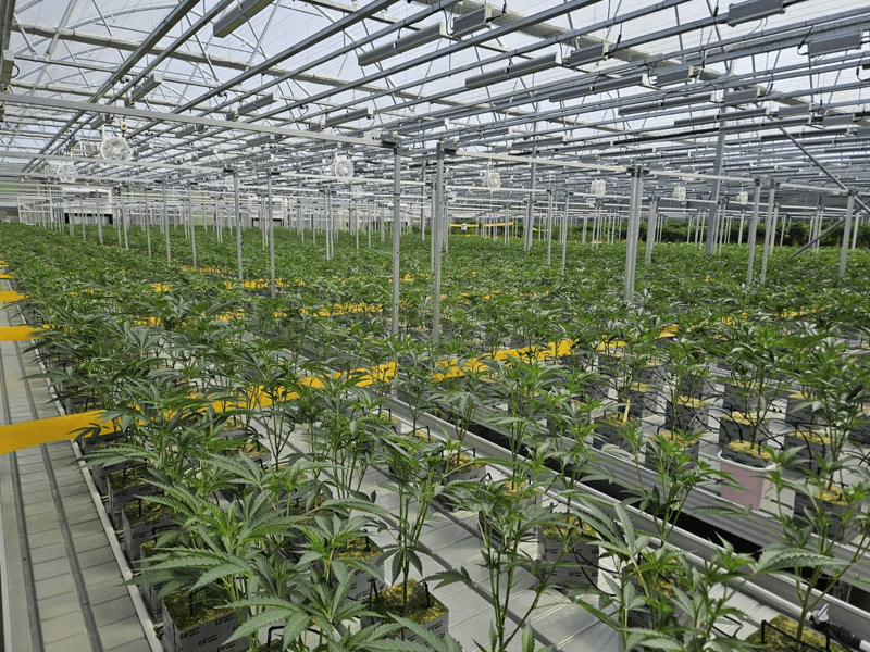 1774504936905556.png rockwool growing media for cannabis cultivation.png