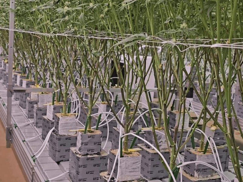 1774504974796921.png drip irrigation system for indoor cannabis cultivation.png