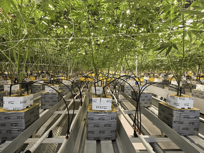 medical cannabis greenhouse hydroponic cultivation system.png