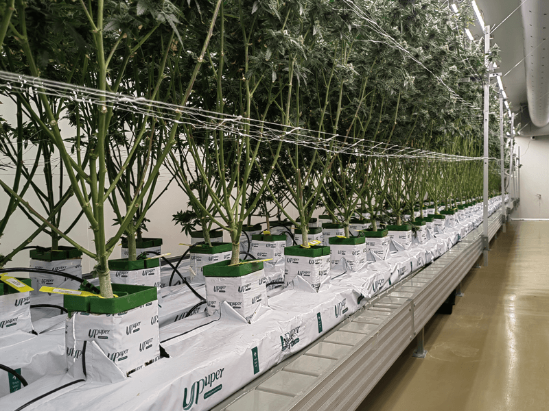 commercial cannabis cultivation using UPuper rockwool slabs.png