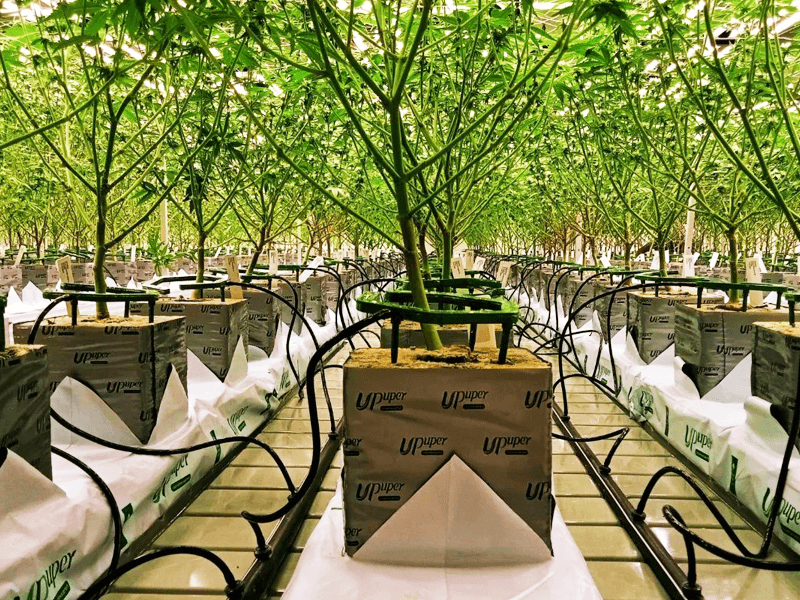 hydroponic drip irrigation system for cannabis cultivation.png