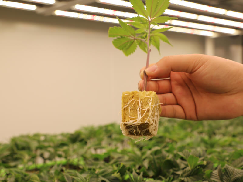 1775809027777241.jpg Rockwool starter plugs for seed germination and cloning.jpg