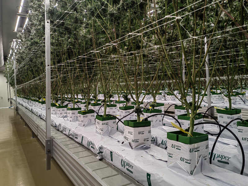 1775809041928202.jpg Rockwool grow slabs for commercial greenhouse cannabis cultivation.jpg