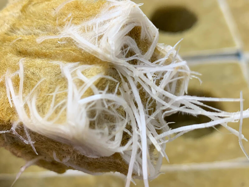 cannabis rooting in UPuper clone cubes.jpg