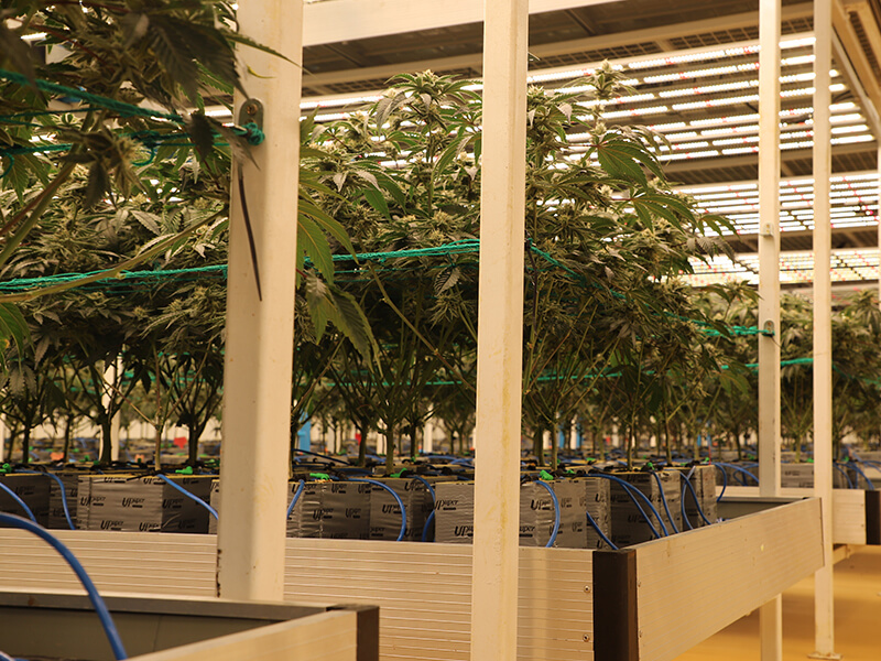 Commercial indoor grow room.jpg