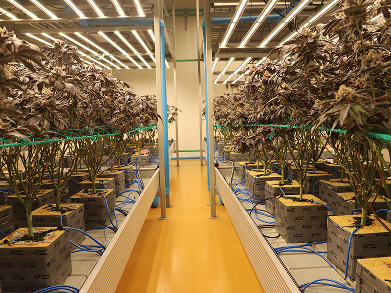 Flowering cannabis plants in hydroponic production.jpg