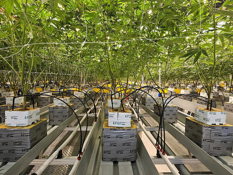 Commercial cannabis cultivation facility.jpg