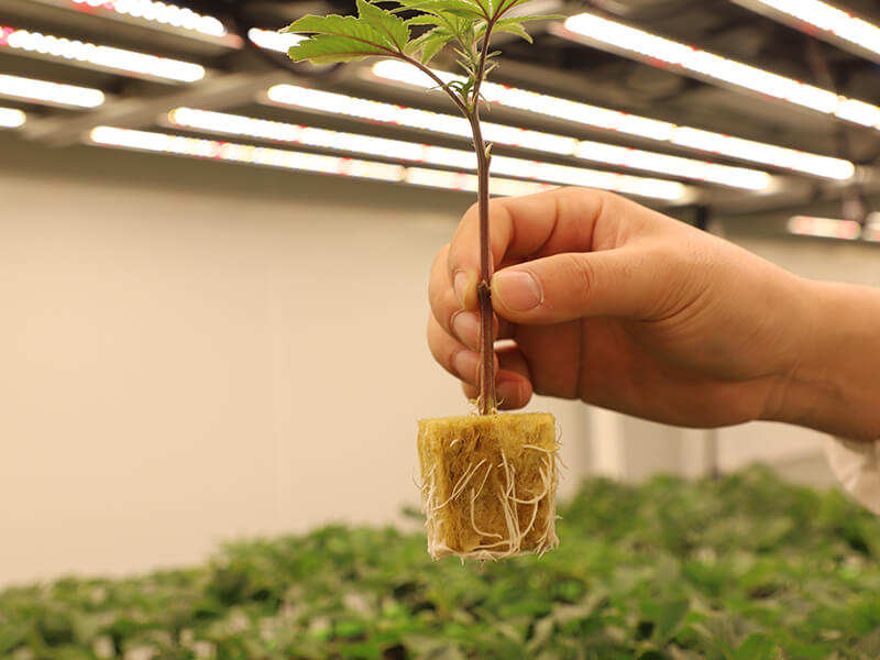 Roots in rockwool1.jpg