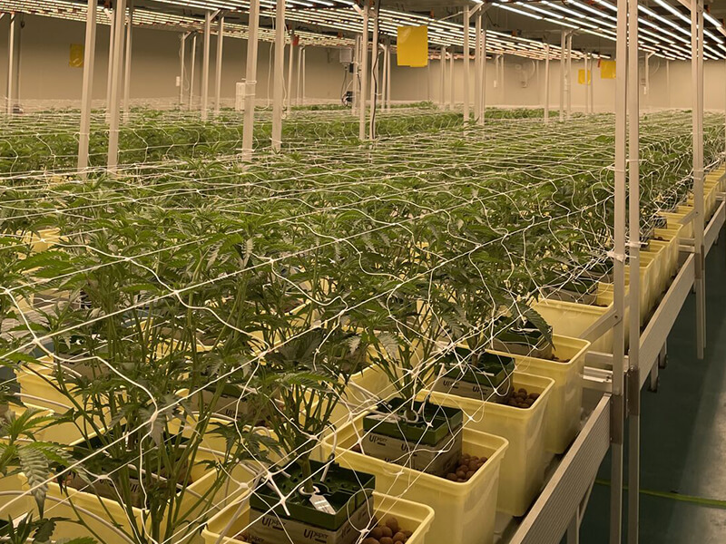 1789006446297389.jpg cannabis planting.jpg