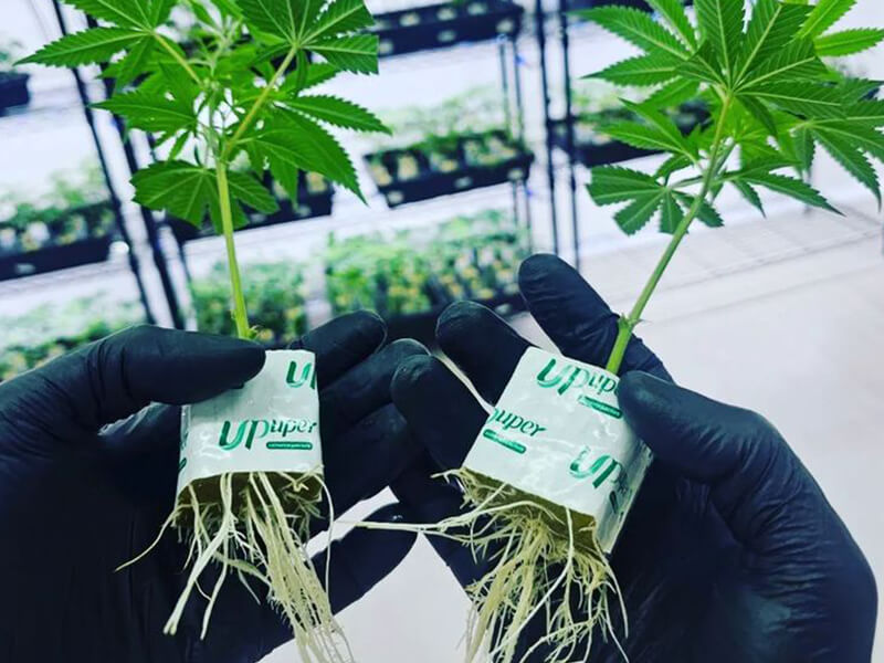 1789006511336972.jpg cannabis rooting in UPuper rockwool cubes.jpg