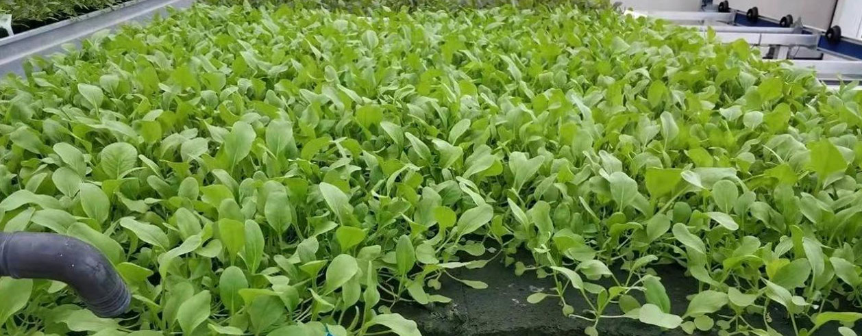 1649173589114245.jpg schemes2.jpg